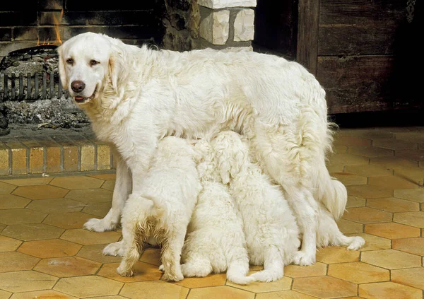Polaco Tatra Perro Pastor Madre Cachorros Amamantando — Foto de Stock