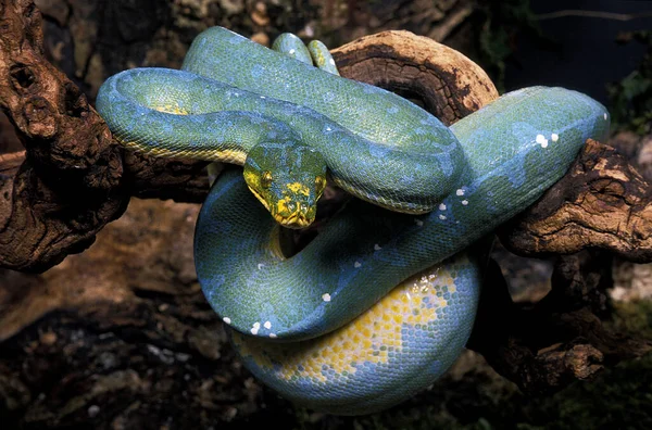 Zöld Python Morelia Viridis — Stock Fotó