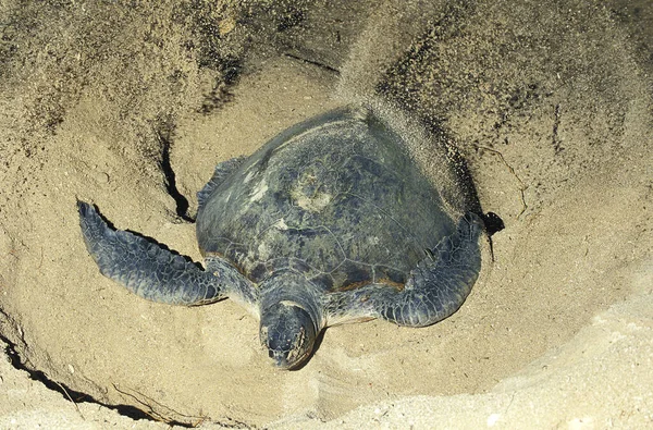 Черепаха Зеленого Моря Chelonia Mydas Женщина Покрывающая Яйца Песком После — стоковое фото