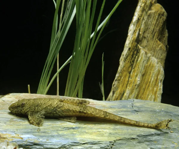 Common Pleco Hypostomus Punctatus — Stock Photo, Image