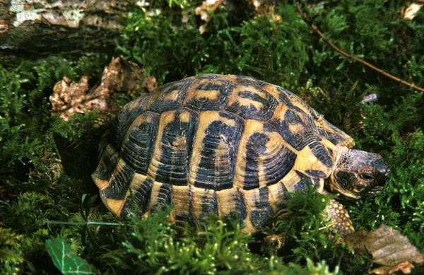 Hermanns Sköldpadda Testudo Hermanni Stående Moss — Stockfoto