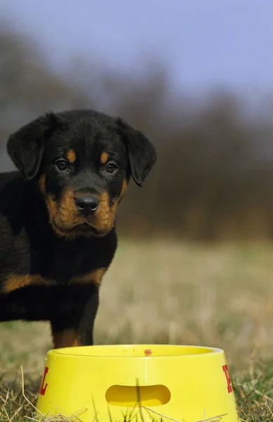 Rottweiller Dog Cachorro Com Sua Placa — Fotografia de Stock