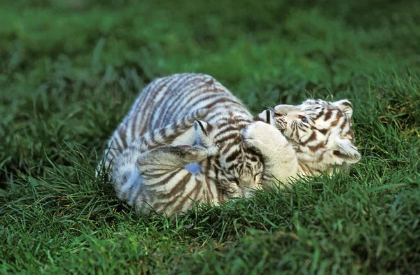 Tigre Branco Tigris Panthera Cub Jogando Grama — Fotografia de Stock