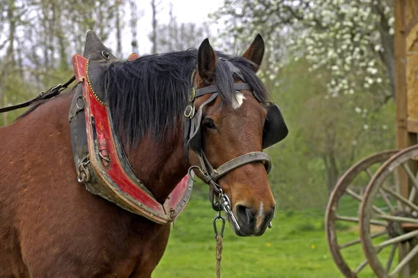 Harnessed Cob Normand Horse — Stockfoto