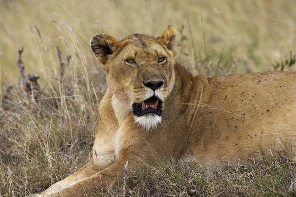 Afrikai Oroszlán Panthera Leo Masai Mara Park Kenyában — Stock Fotó