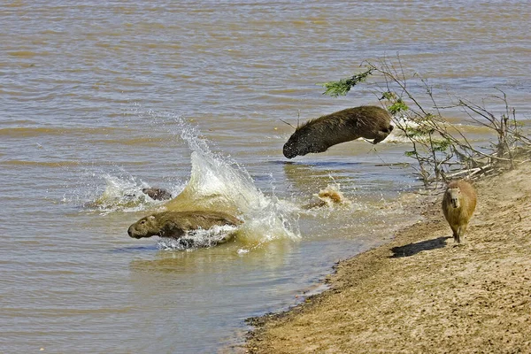 Capybara Hydrochoerus Hydrochaeris Leaping River Los Lianos Venezuela — Stock Photo, Image
