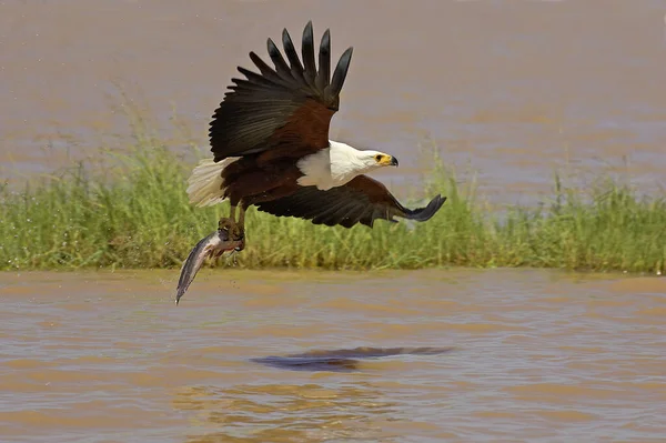 Águia Peixe Africano Vocifer Haliaeetus Adulto Voo Peixes Captura Lago — Fotografia de Stock