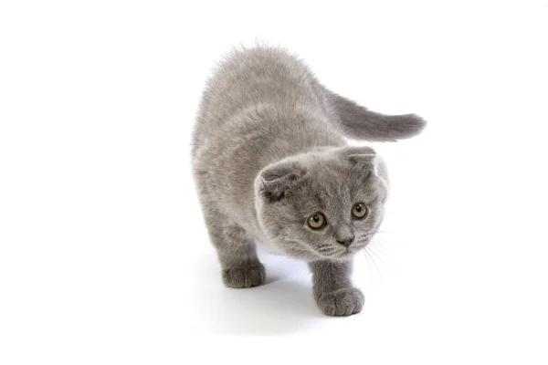 Blue Scottish Fold Domestic Cat Months Old Kitten Standing White — Stock Photo, Image