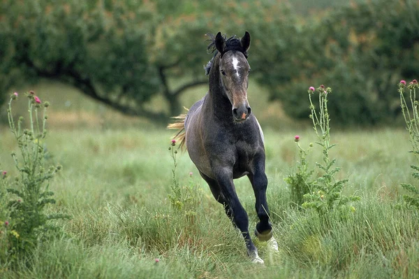 Cheval Lipizzan Galop Adulte — Photo