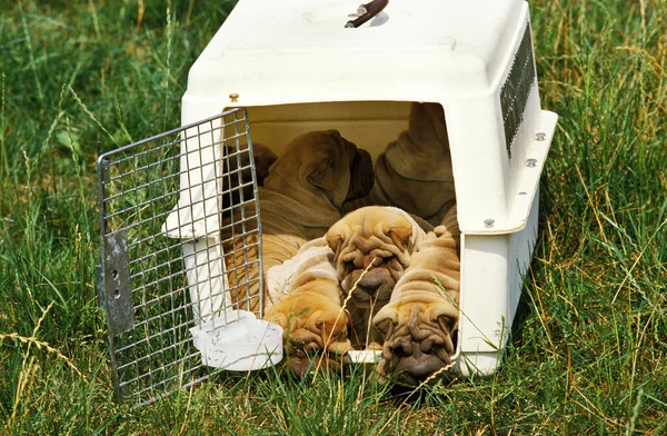 シャール ドッグ 旅行の犬の子犬 — ストック写真