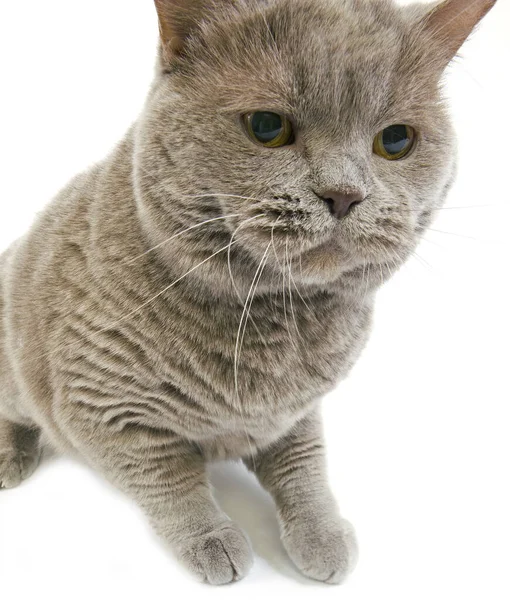 Lilac Self British Shorthair Εγχώρια Γάτα Γυναίκα Κατά Λευκό Φόντο — Φωτογραφία Αρχείου