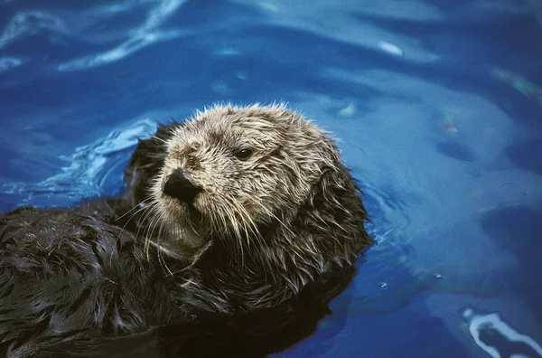 Otter Morski Enhydra Lutris — Zdjęcie stockowe