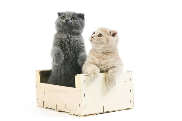 Months Old Scottish Fold Cream Blue Kittens — Stock Photo, Image