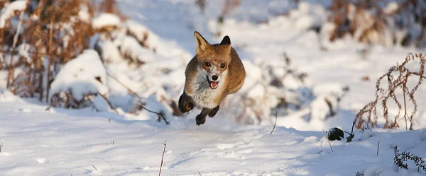 Κόκκινη Αλεπού Αιδοία Ενήλικος Τρέχει Στο Χιόνι Νορμανδία — Φωτογραφία Αρχείου