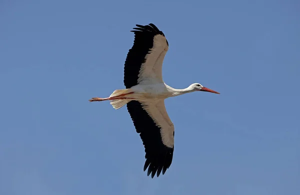 Weißstorch Ciconia Ciconia Erwachsener Flug Vor Blauem Himmel — Stockfoto