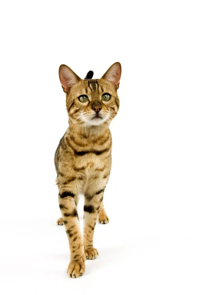 Brown Spotted Tabby Bengal Domestic Cat Standing White Background — стокове фото