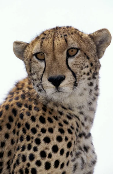 Cheetah Acinonyx Jubatus Portrait Adult Masai Mara Park Kenya — 图库照片
