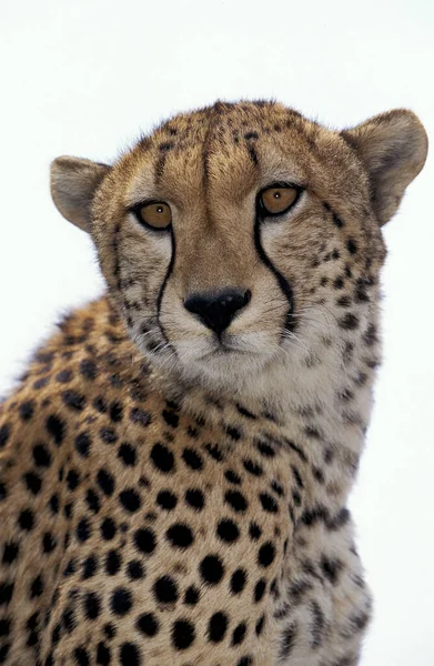 Heetah Acinonyx Jubatus Portrait Adult Masai Mara Park Kenya — стокове фото