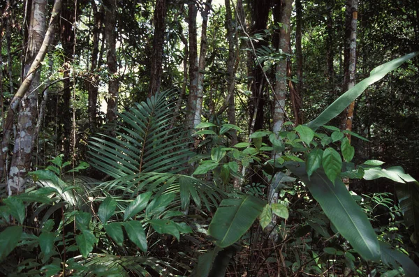 Τροπικό Δάσος Στην Pantanal Κοντά Στο Manaus Βραζιλία — Φωτογραφία Αρχείου