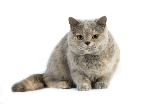 Blue Cream British Shorthair Doméstico Cat Femino Contra Branco — Fotografia de Stock