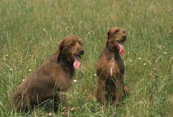 Pudel Pointer Portrait Chien — Photo