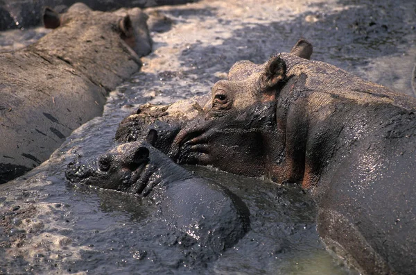 Hippopotame Hippopotame Amphibie Mère Veau Debout Près Lac Parc Virunga — Photo