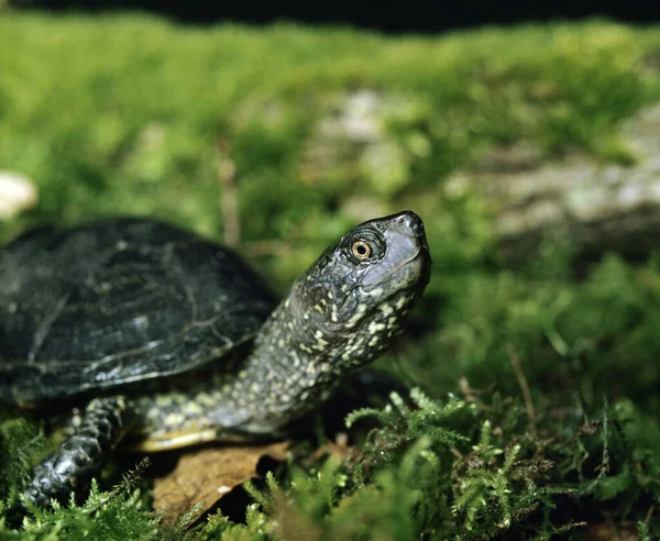 Avrupa Birikintisi Kaplumbağa Emys Orbicularis — Stok fotoğraf