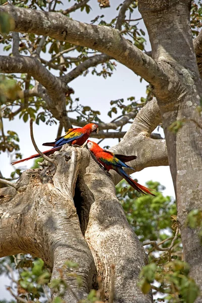 Scarlet Macaw Ara Macao Pair Standing Nest Entrance Los Lianos — Stock Photo, Image