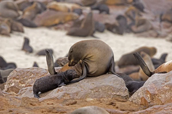 Selo Pele Sul Africano Arctocephalus Pusillus Feminino Cachorro Cape Cross — Fotografia de Stock