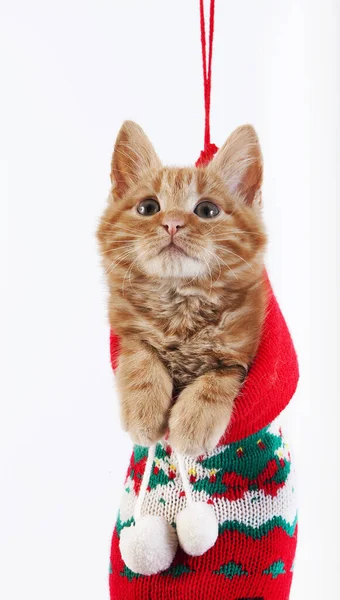 Red Tabby Huiskat Kitten Staan Kerstsok Natuurlijke Achtergrond — Stockfoto