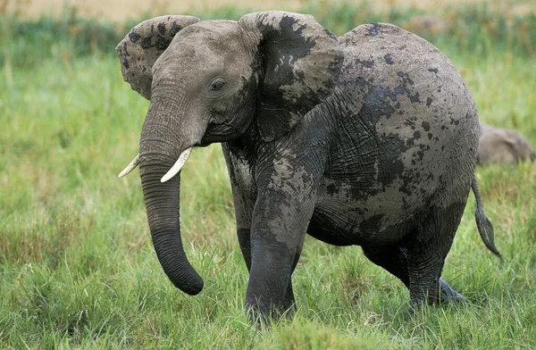 Afrikanischer Elefant Loxodonta Africana Masai Mara Park Kenia — Stockfoto