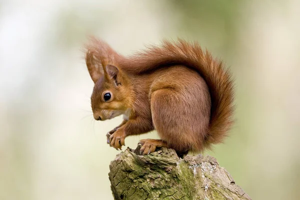 Esquilo Vermelho Sciurus Vulgaris Normandia — Fotografia de Stock