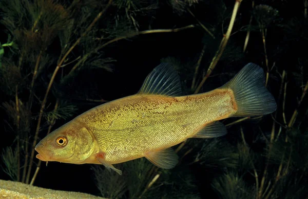 Tench Tinca Tinca Tło Naturalne — Zdjęcie stockowe