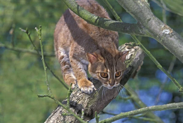 Gato Manchado Ferrugem Prionailurus Rubiginosus — Fotografia de Stock