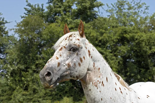 Appaloosa Pferd Porträt Natürlicher Hintergrund — Stockfoto