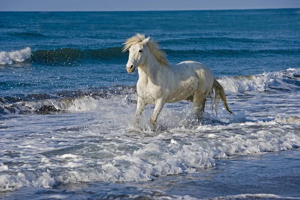 Camargue Horse Dorosły Plaży Saintes Maries Mer Południowym Wschodzie Francji — Zdjęcie stockowe