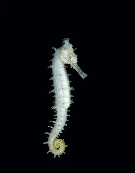 Geflecktes Seepferdchen Hippocampus Kuda — Stockfoto