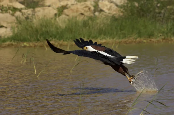 African Fish Eagle Haliaeetus Vocifer Adult Flight Fishing Baringo Lake — Stock fotografie