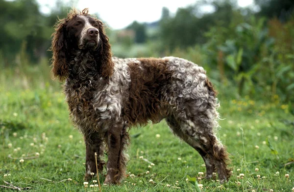 Pont Audemer Spaniel Perro Raza Francesa —  Fotos de Stock