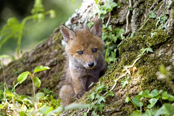 Zorro Rojo Vulpes Vulpes Cachorro Pie Den Entrance Normandía — Foto de Stock