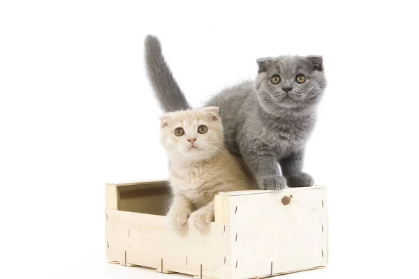 Meses Antiguo Crema Fold Escote Kittens Azul —  Fotos de Stock