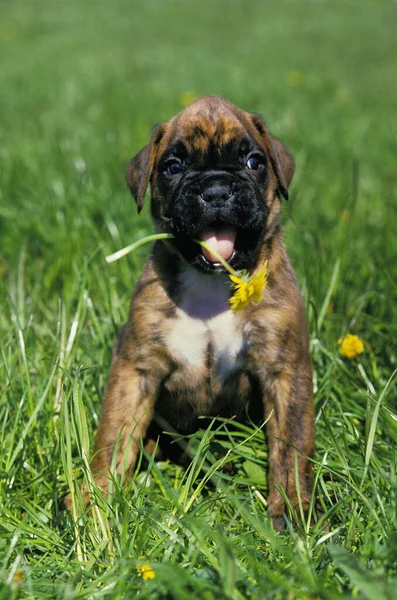 Boxer Dog Štěně Pampeliškou Tlamě — Stock fotografie