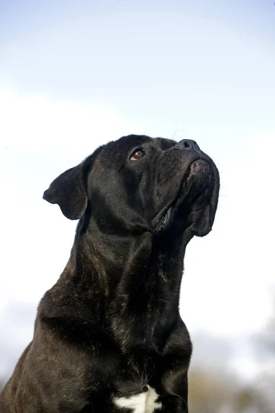 Cane Corso Uma Raça Cão Itália Retrato Cão — Fotografia de Stock