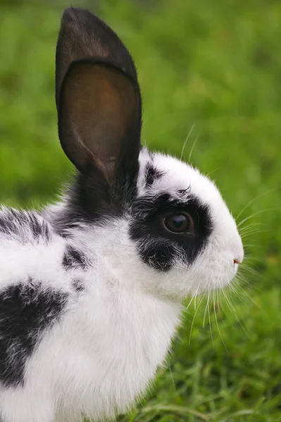 Francouzský Domácí Králík Jménem Geant Papillon Francais — Stock fotografie