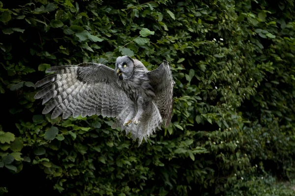 Great Grey Owl Strix Nebulosa Adult Flight — Stock fotografie