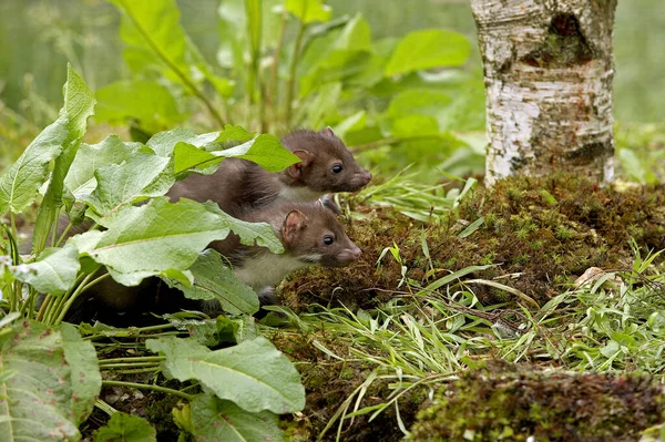 Young Stone Marten Beech Marten Martes Foina Northy — стоковое фото