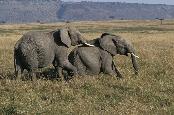 Elefante Africano Loxodonta Africana Parque Masai Mara Quênia — Fotografia de Stock