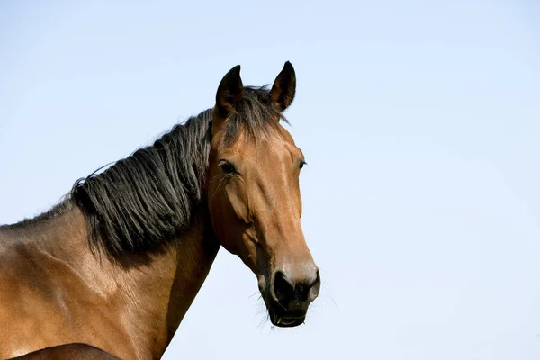 Francia Trotter Horse Portré Mare Normandia — Stock Fotó