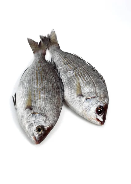 Grey Sea Bream Spondyliosoma Cantharus Fresh Fishes White Background — Stock Photo, Image