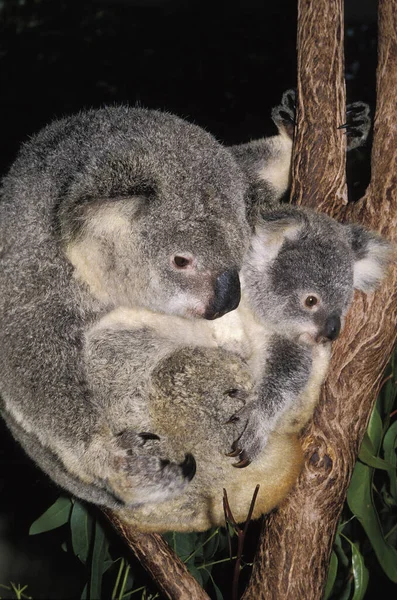 Koala Phascolarctos Cinereus Mor Och Joey — Stockfoto